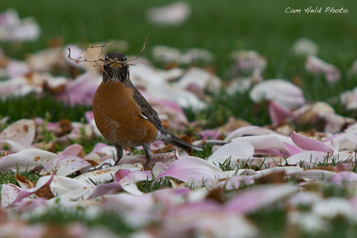 Robin and Magnolia