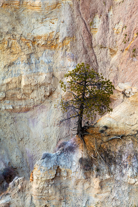 Roots
