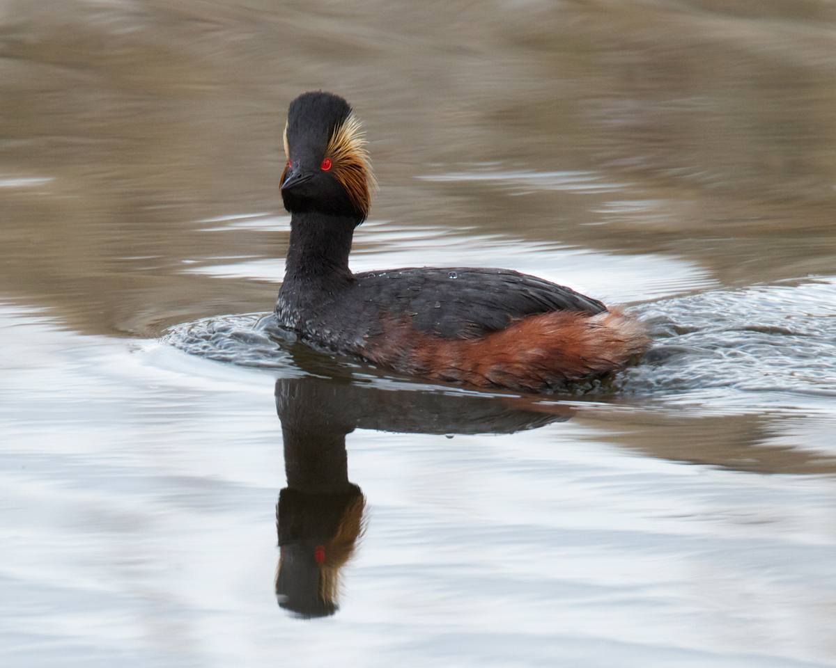 Eared Grebe