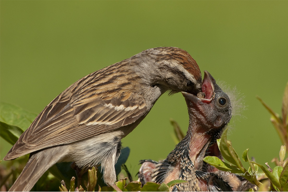 Feeding Time