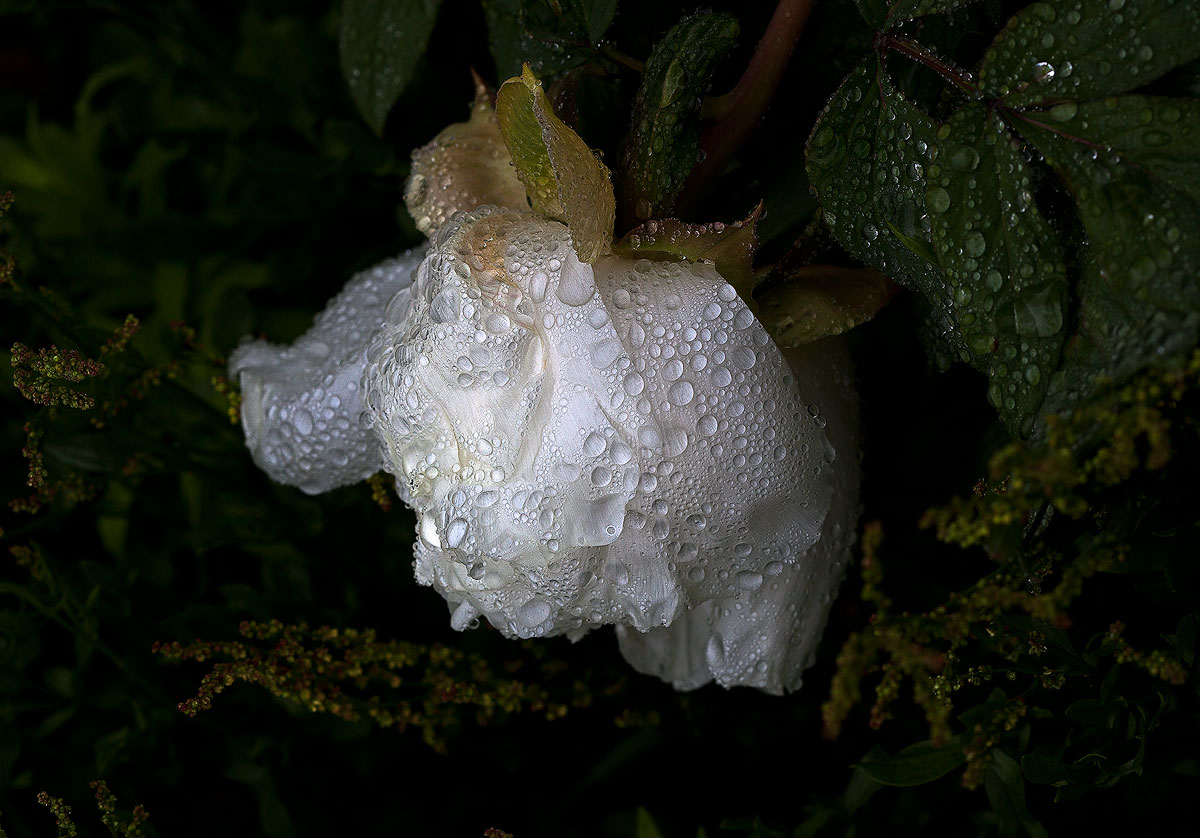 After the Rain - Repost