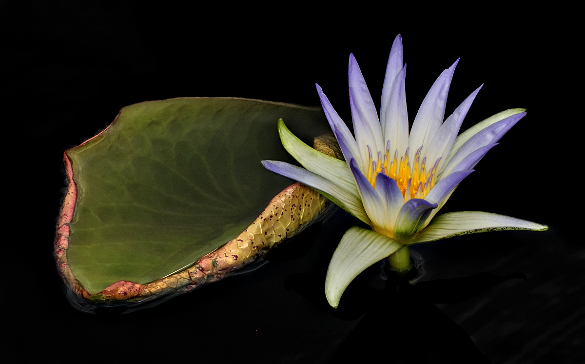 Hybrid Lily