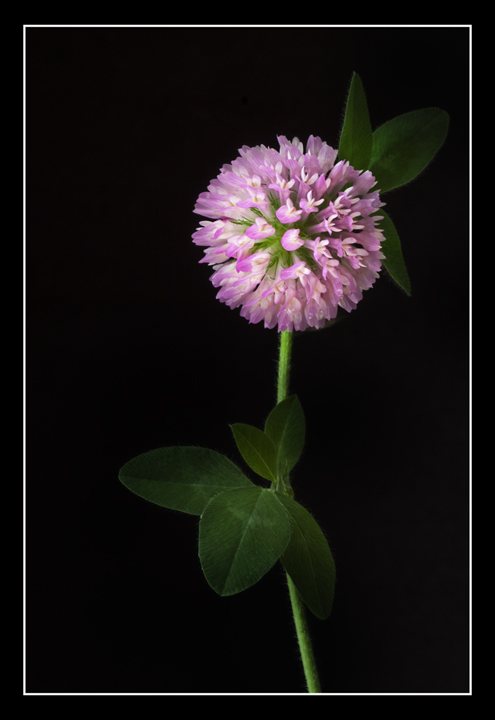 Clover