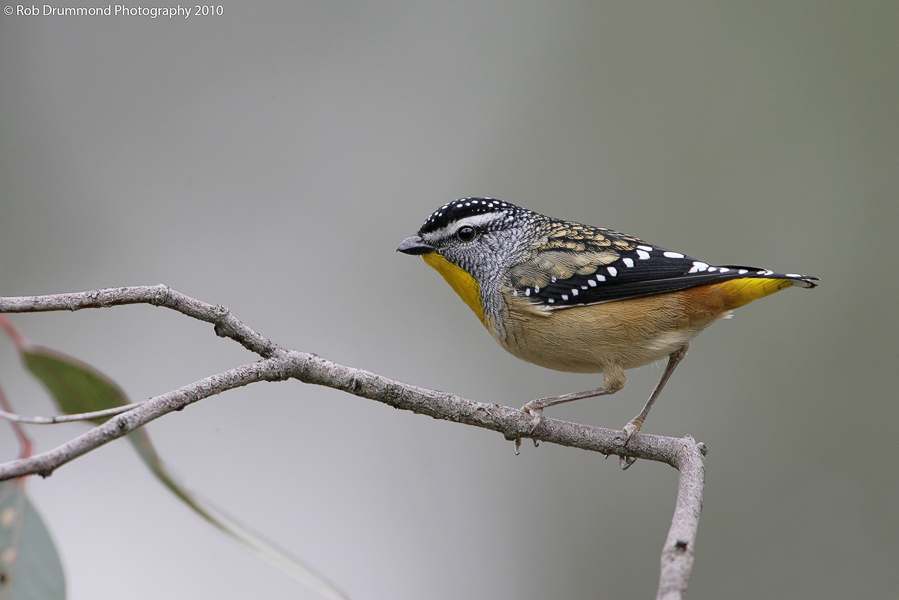 Male Spotted Pardalote