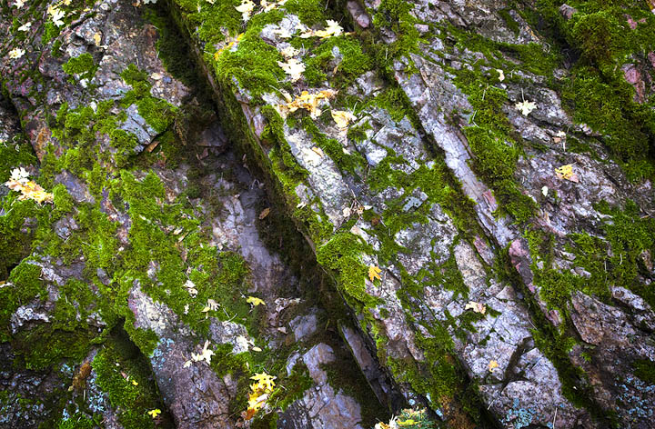 Cracks and Moss