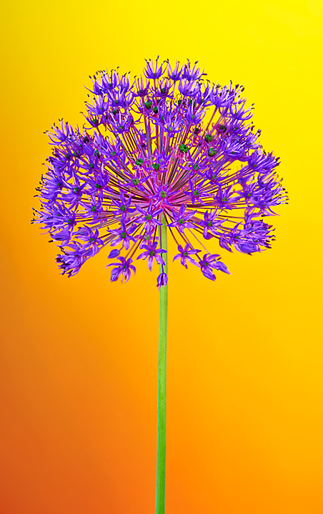 Purple Allium