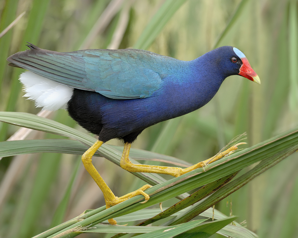 Purple Gallinule