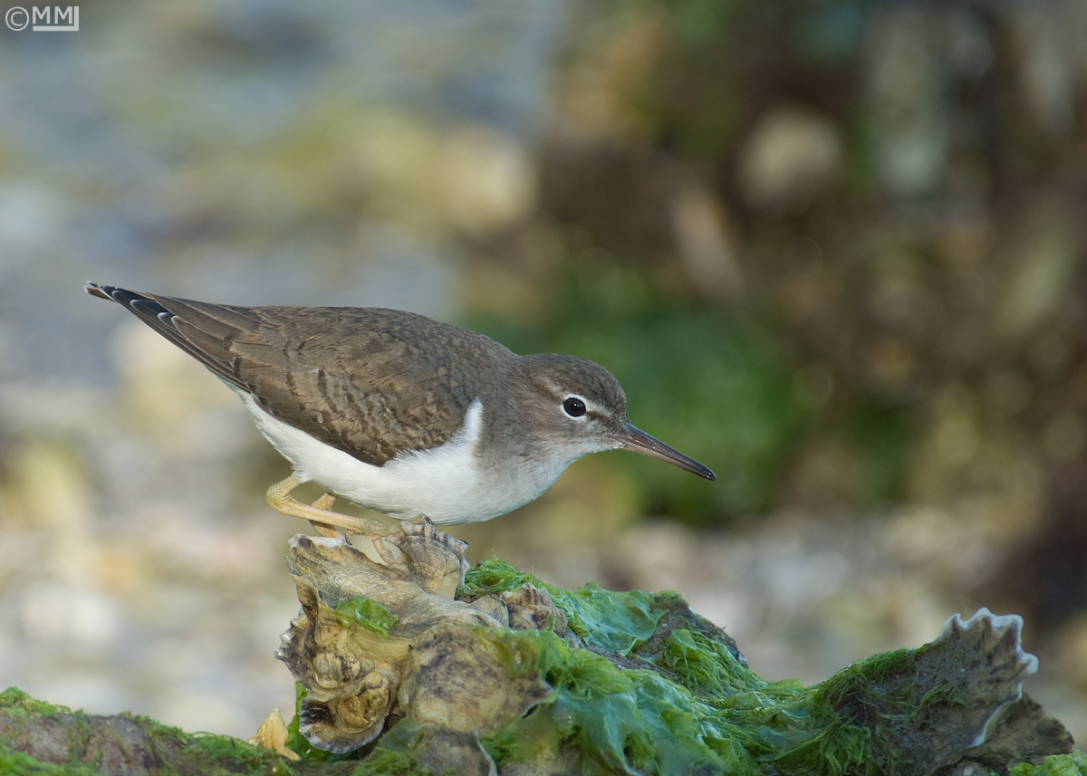 Spotted Sandpiper
