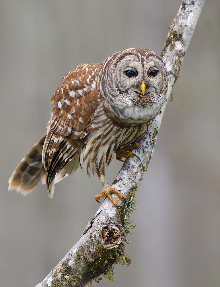 Barred Owl