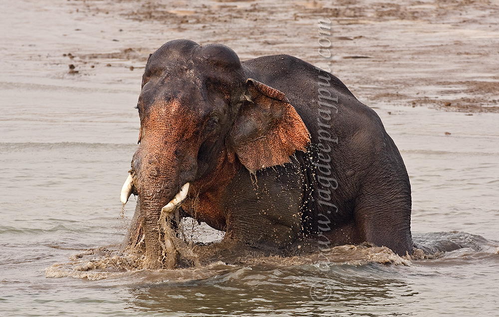 Tusker taking bath