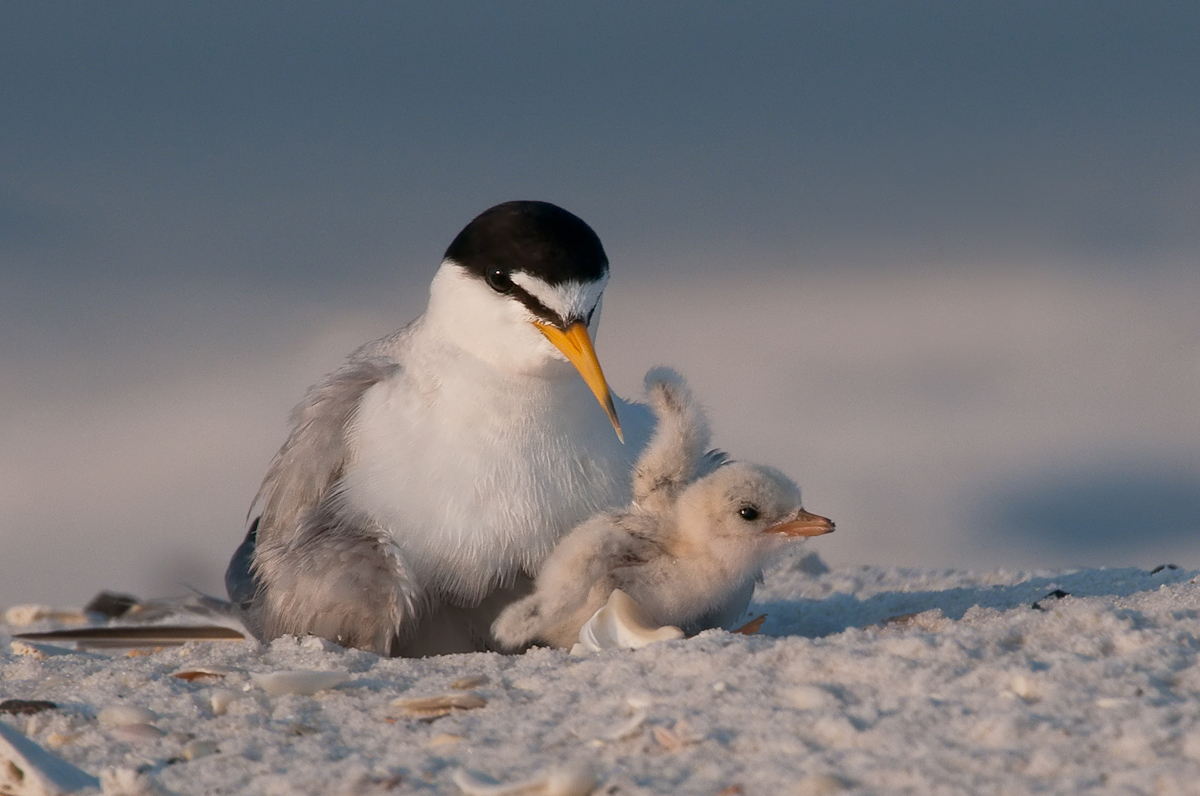 Least Terns