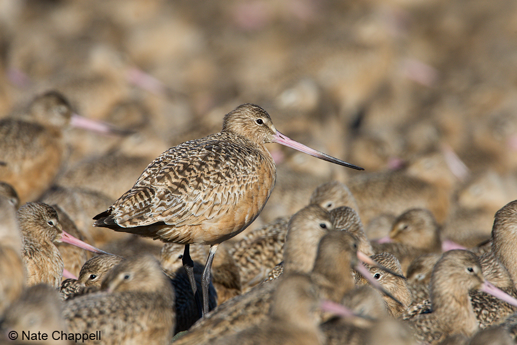Marbled Godwit/s