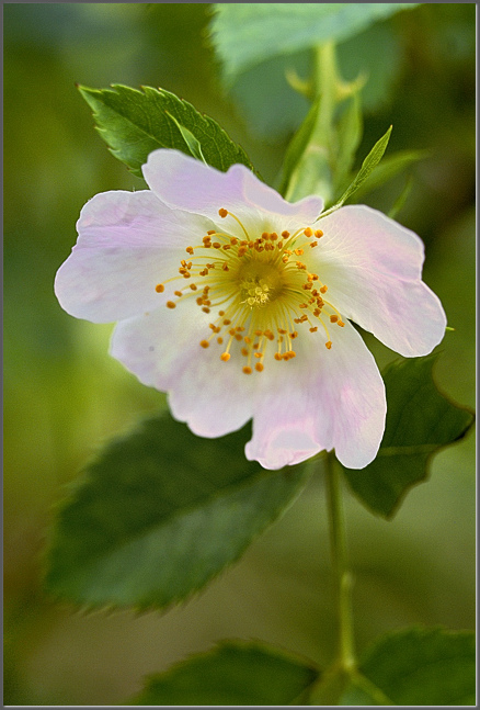 A rose in the woods