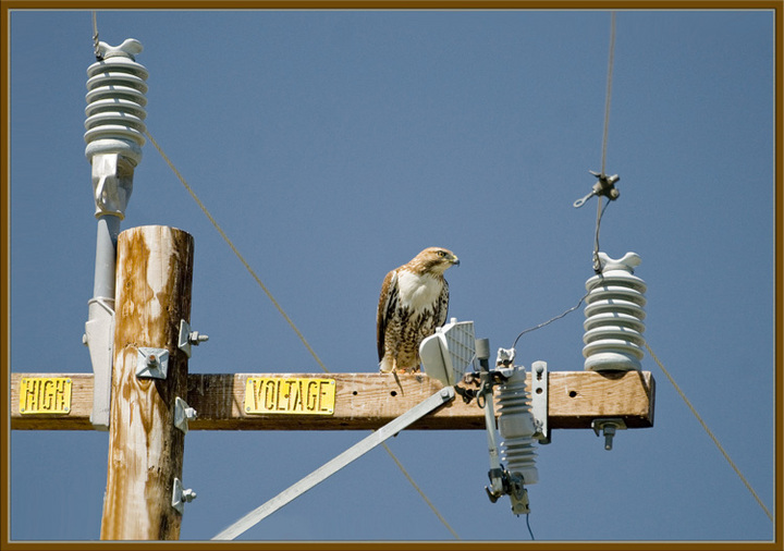 Warning: High Voltage