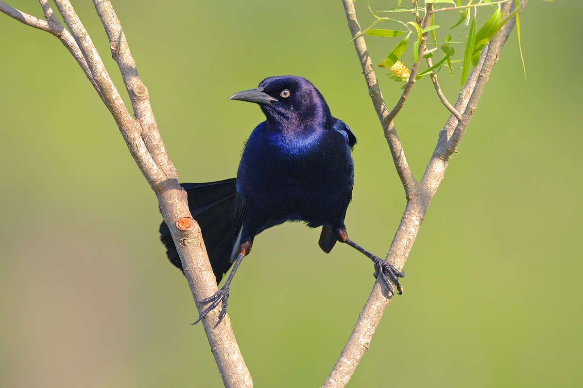 Male Boat-tailed Grackle 