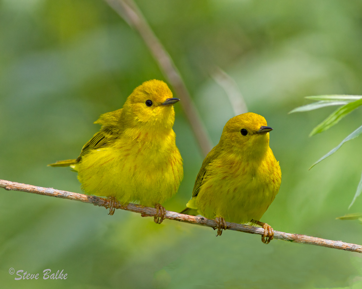 Warbler:  Before - After