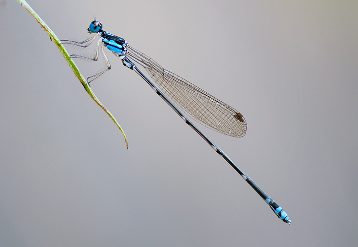 Another blue damsel