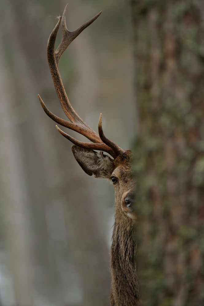 Red deer spying...