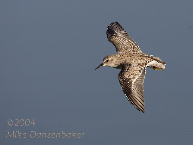 Least Sandpiper