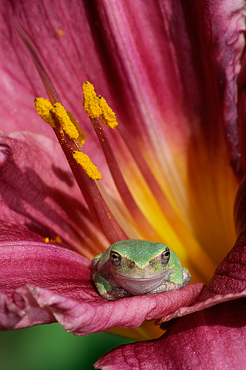 Froggy