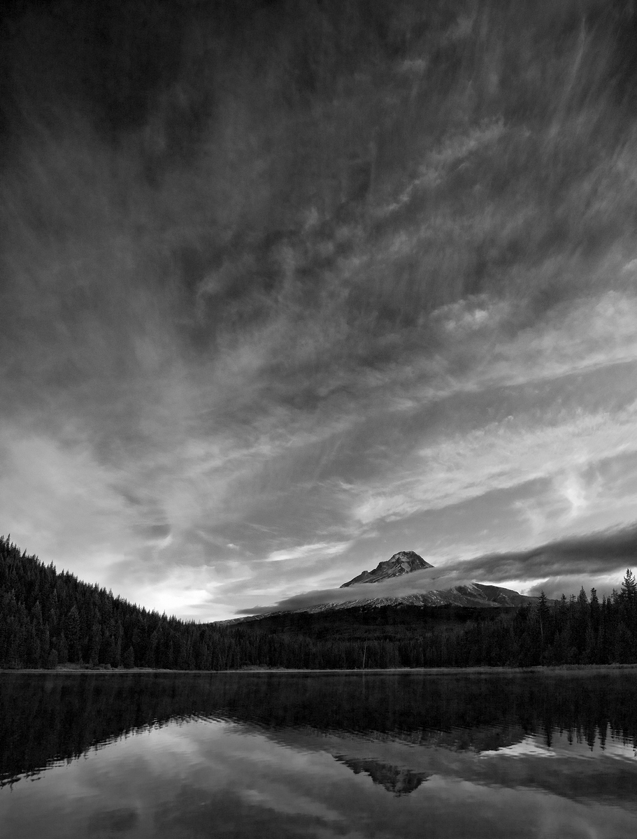 Trillium Dawn