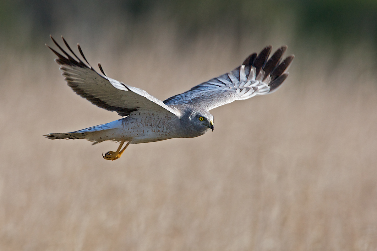 Northern Harrier: Male 