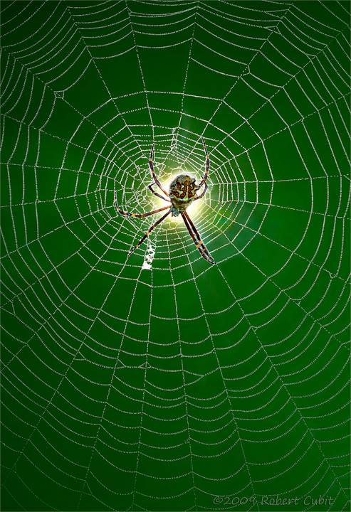 Nature’s architect 
