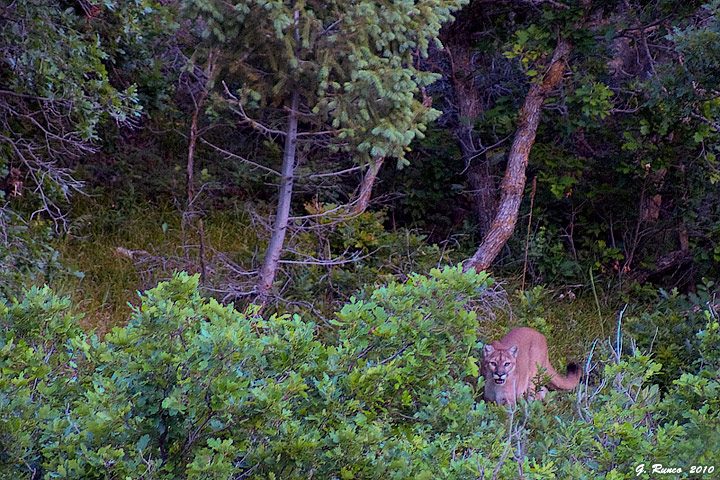 Colorado Lion w/ REPOST