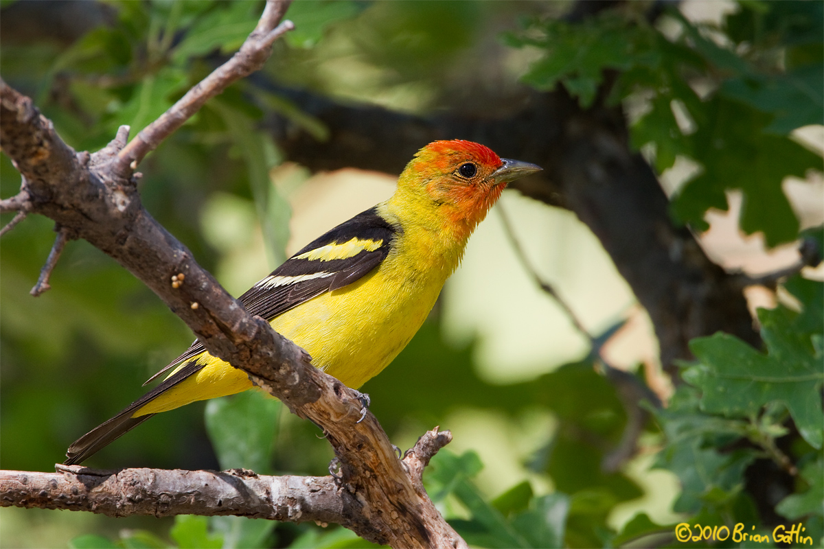 Western Tanager