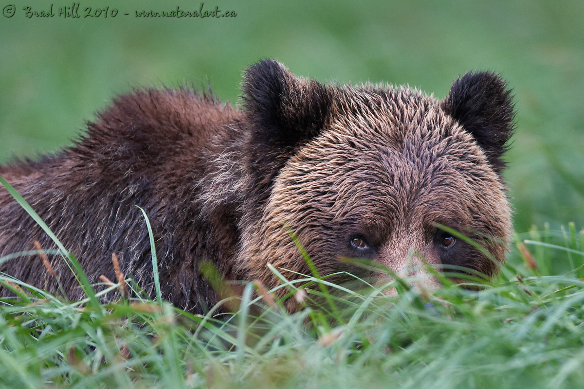 Lurking...