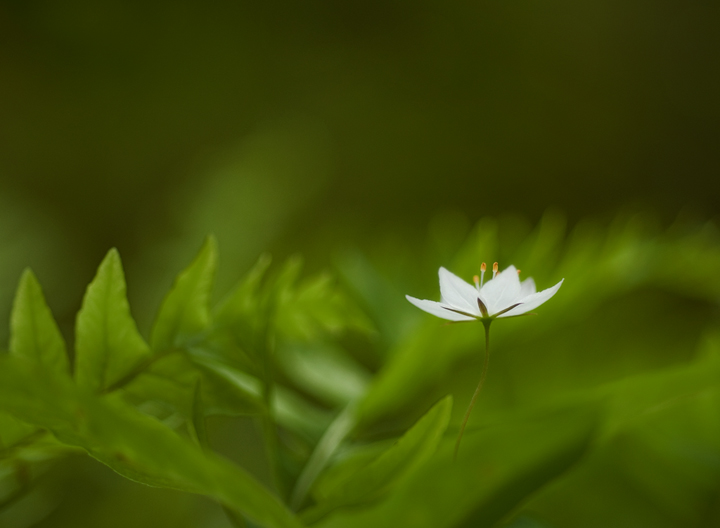 Chickweed
