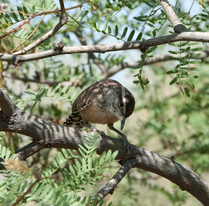 Cactus Wren