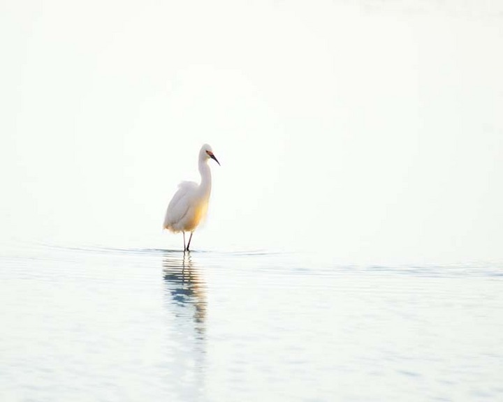 White Egret