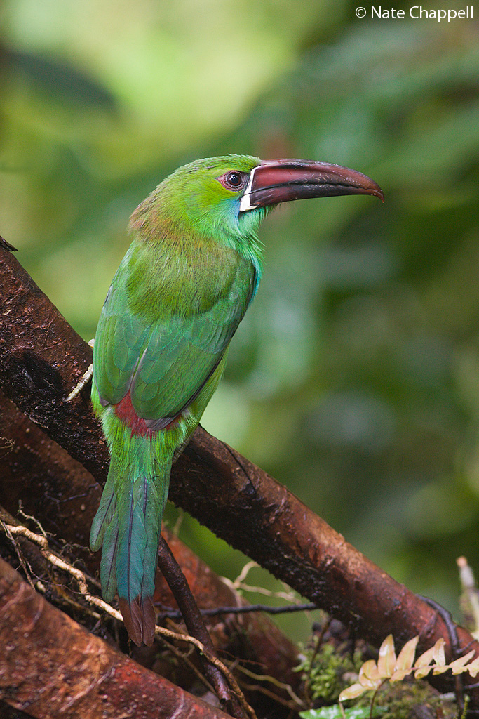 Crimson-rumped Toucanet