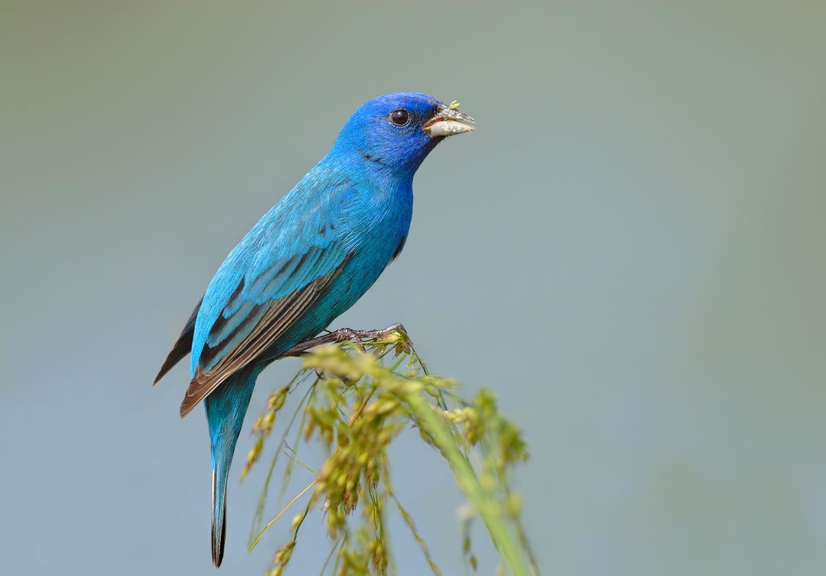 Indigo Bunting