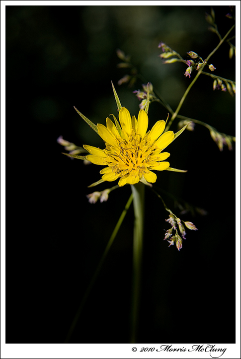 Salsify and grass