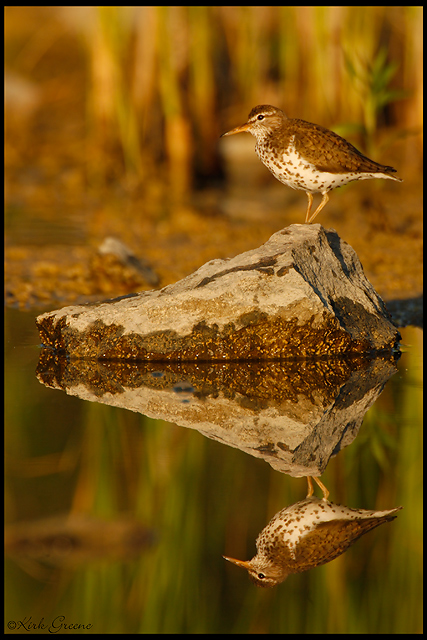 Spotted Sandpiper