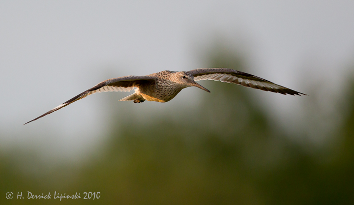 A Flying Willet.