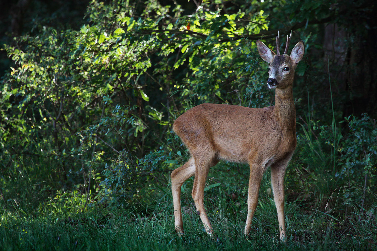 Young Roebuck