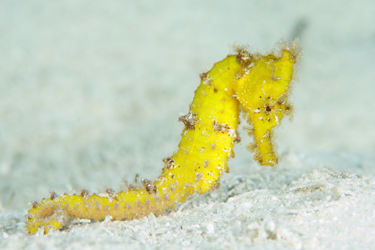Resting Seahorse