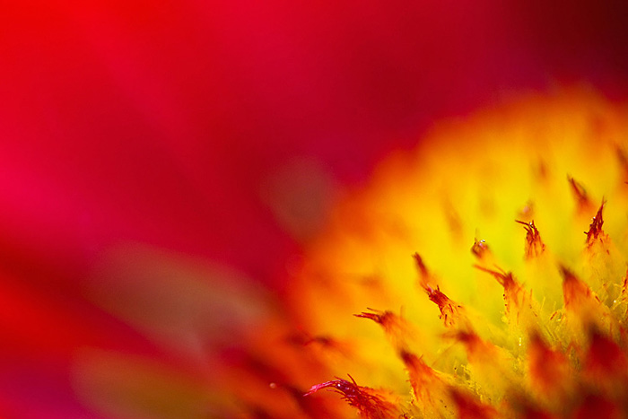 Blanket Flower