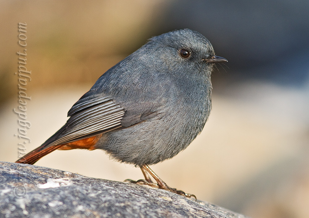 Plumbeous Redstart