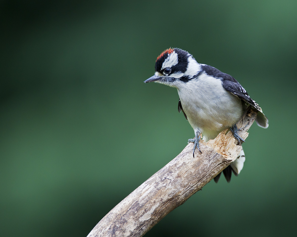 Juvenile Downy