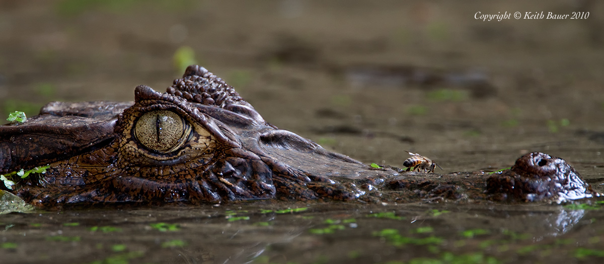 Caiman