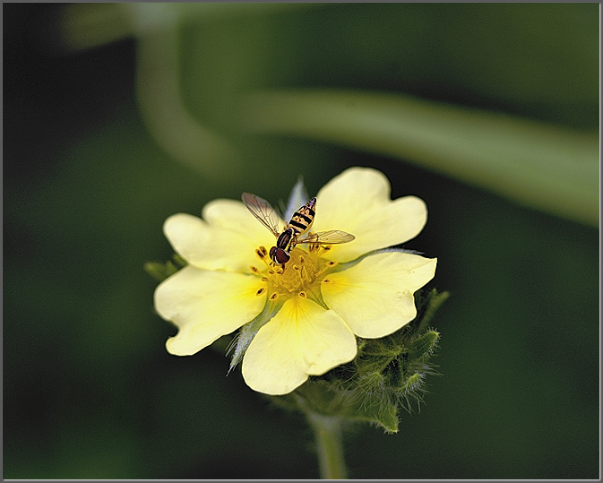 Flower & fly