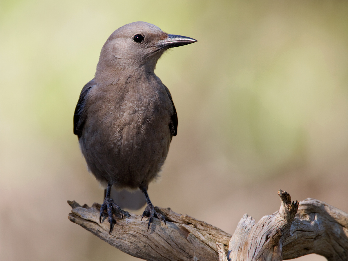 Clark's Nutcracker