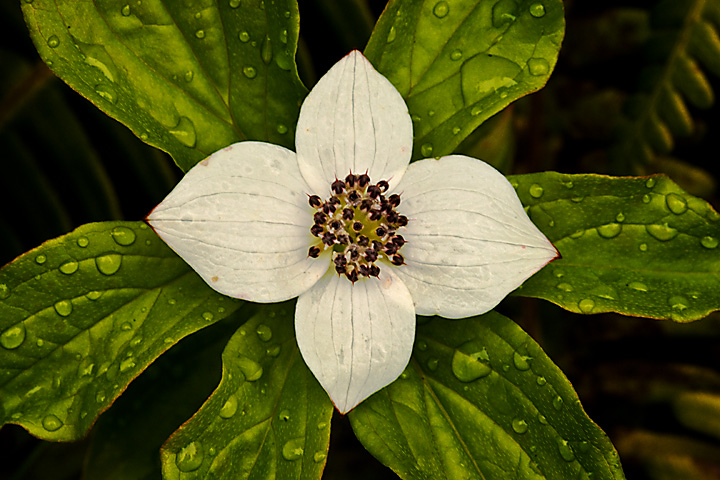Bunchberry
