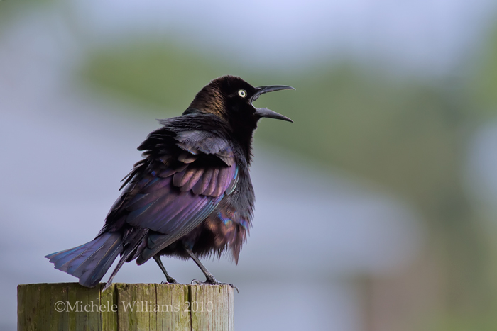 Juvenile Grackle