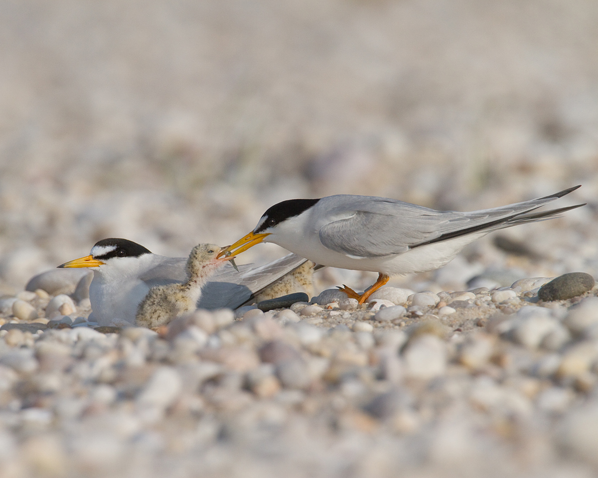 Least Tern Family