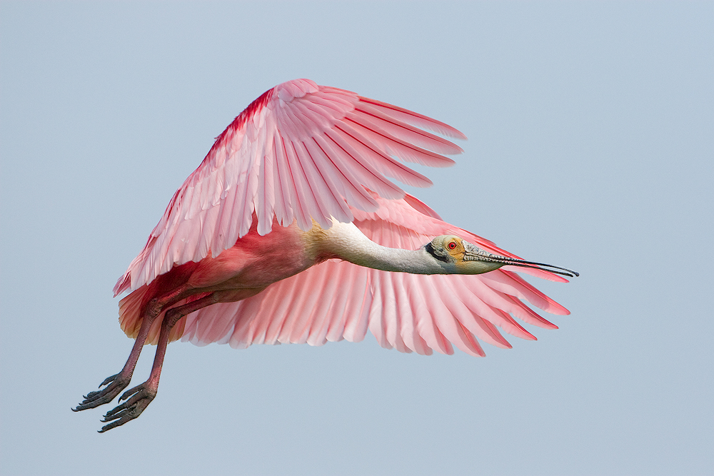 Roseate Spoonbill
